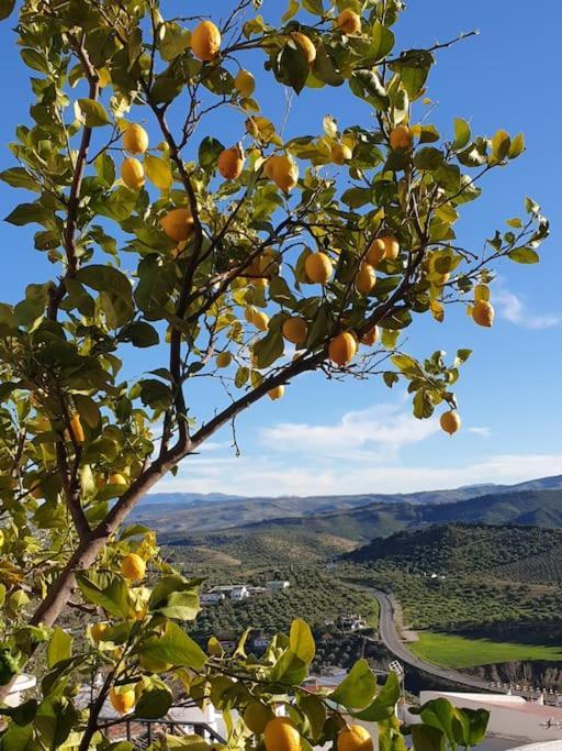 Mirador Del Olivar Olvera Exterior photo